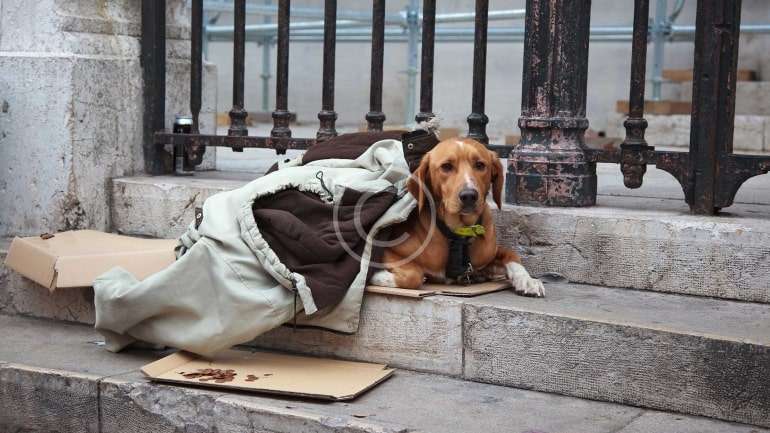 Everyone Needs a Home