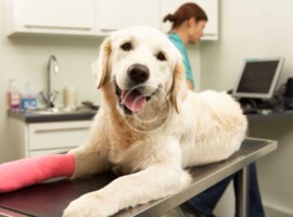 From Groomers to Vets: These Pet Professionals are Going Above and Beyond