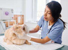 Empowering Pet Professionals in Need
